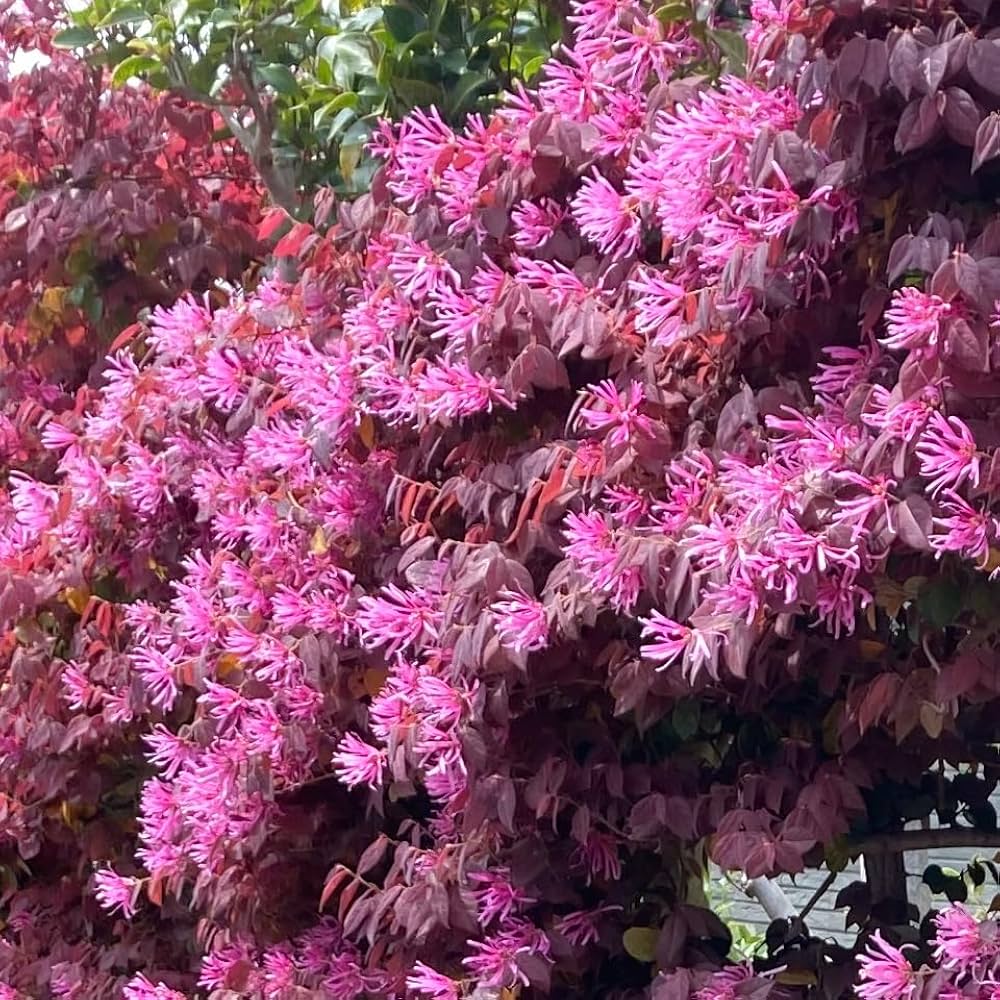 良品。トキワマンサク1.7M(鉢底から)品番A 楽天市場】トキワマンサク青葉赤花 2m 露地 苗木 : トオヤマグリーン